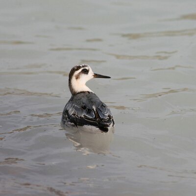 Profile Picture of Sara McMahon (@plymptonbirder) on Twitter