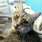 Profile Picture of Brett (@smoothpaws) on Instagram
