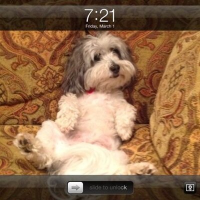 Profile Picture of Mweissman (@kramwei) on Twitter