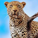 Profile Picture of Miguel Alonso (@Miguel-Alonso) on Facebook