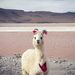 Profile Picture of Jade Burstall (@jadeburstall) on Pinterest
