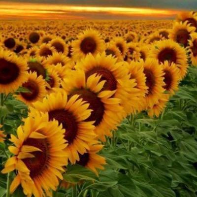 Taylor Nickerson - Twitter Profile Picture of Taylor Nickerson (@mia_bugg) on Twitter