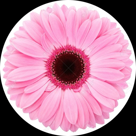 Profile Picture of Mindy Gasparek (@meowcatmeowie) on Poshmark