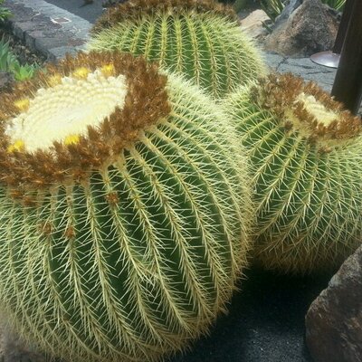 Profile Picture of Alex Tolley (@AlexEmmaLow) on Twitter