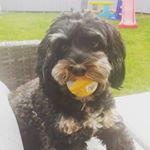 Profile Picture of Lacey Thornton (@lacey_87) on Instagram