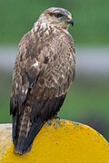 Profile Picture of Long-legged buzzardon Wikipedia