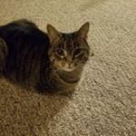 Shay Perez - Instagram Profile Picture of Shay Perez (@shay.the.cat) on Instagram