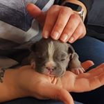 Profile Picture of Chewi (@earl.chewbacca.the.french) on Instagram