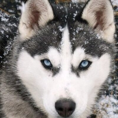 Profile Picture of Jeremy (@HildJerry) on Twitter
