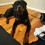 Profile Picture of Trager James (@tig_the_rottweiler) on Instagram