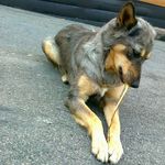 Profile Picture of Daniela Baroni (@dani_se_mi_gaia) on Instagram