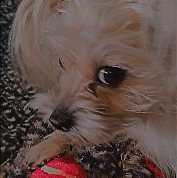 Profile Picture of Jordyn Carpenter (@jordyn10123) on Poshmark