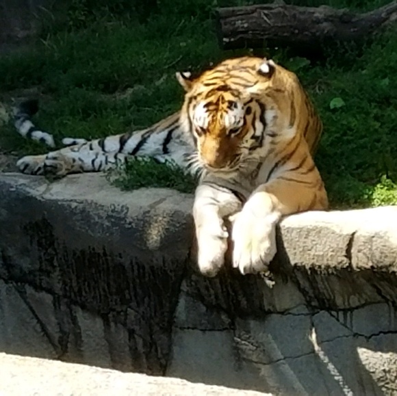 Profile Picture of Stephanie Helgesen (@tigerz2) on Poshmark