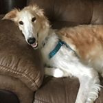 Profile Picture of Buddy Edmondson (@buddy_the_borzoi) on Instagram