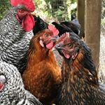 Profile Picture of Diane Stover (@gardensavage123) on Instagram