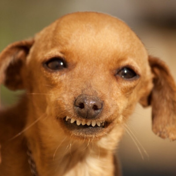 Profile Picture of Raphaelle Rosa (@raph_rosa) on Poshmark