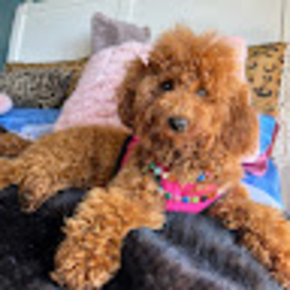 Profile Picture of Maria Bonvicini (@mariabonvicini) on Poshmark