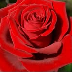 Profile Picture of Miranda Alcon (@miranda.alcon.3) on Facebook