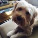 Profile Picture of Ian Hsieh (@plutodog777) on Pinterest