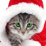 Profile Picture of Aimee Bonner (@cutie_cat78) on Instagram