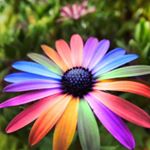 Profile Picture of Amanda_rusk (@amanda_rusk) on Instagram