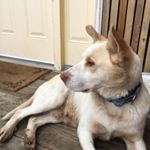 Profile Picture of Keith MacNeill (@smudgebuck) on Instagram