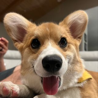 Profile Picture of Kirby Mae🩷 (@kirbymae.thecorgi) on Instagram