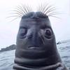 Profile Picture of Derek Reinhardt (@sealsforreals) on Tiktok