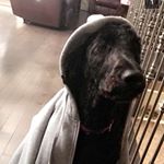 Profile Picture of Princess Leia Evans (@leiathedog420) on Instagram