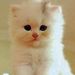 Profile Picture of Cute Cats (@cat_breeds) on Pinterest