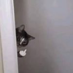 Profile Picture of Austin (@austin.paul) on Instagram