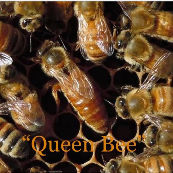 Profile Picture of Sharon Armagost (@sharonarmagost) on Poshmark