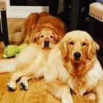 Graham Perkins - Instagram Profile Picture of Graham Perkins (@grammybear1221) on Instagram