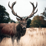 Profile Picture of Paese Precision Archery (@paeseprecisionarchery711) on Youtube