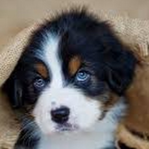 Profile Picture of Melissa Fetterer (@fettererfam3) on Poshmark