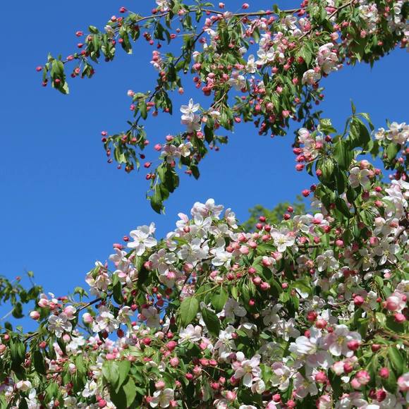 Profile Picture of Anne Fitzpatrick (@atfitz) on Poshmark