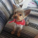 Profile Picture of Marlene Aleman (@rockangel50) on Instagram