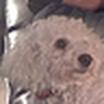 Profile Picture of Peter Boyd (@peter boyd) on Flickr