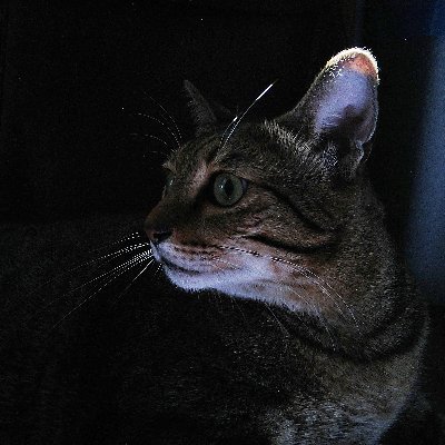 Profile Picture of Michael Kha (@michaelkhax) on Twitter