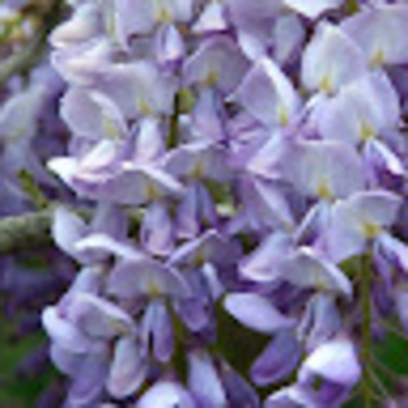 Profile Picture of Amal Weeratunge (@muweeratungeuq) on Poshmark