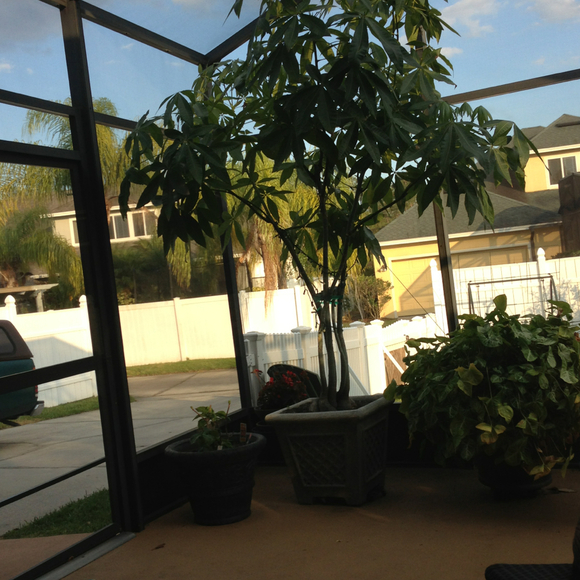 Profile Picture of Sonia Rivera (@mysunshines) on Poshmark