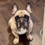 Profile Picture of Lisa Ehlinger (@s.m.archer) on Instagram