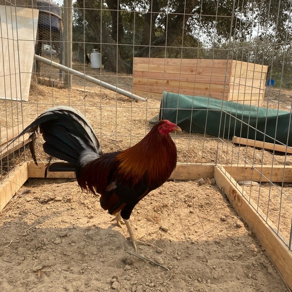 Profile Picture of Eduardo Alvarez (@eduardoalvar293) on Poshmark