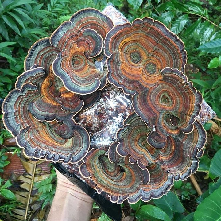 Profile Picture of chrisritson (@chris_ritson) on Tiktok