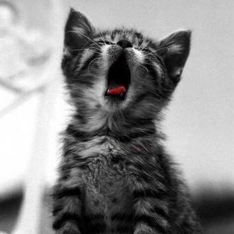 Profile Picture of Catherine Rosenthal (@zAuzxm2ewe3miND) on Twitter