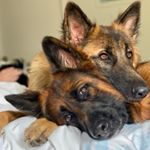 Profile Picture of Xia & Isla the GSDs 🐾 (@xia.and.isla.longcoatgsds) on Instagram