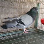 Profile Picture of Alejandro Garcia (@terranovalex) on Instagram