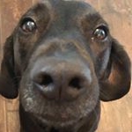 Profile Picture of Ruby Sears (@rubythegremlindog) on Instagram