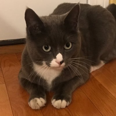 Profile Picture of Cameron Roche (@CameronRoche3) on Twitter