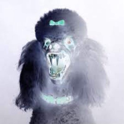 Profile Picture of Peter Black (@PesteBlancaS) on Twitter